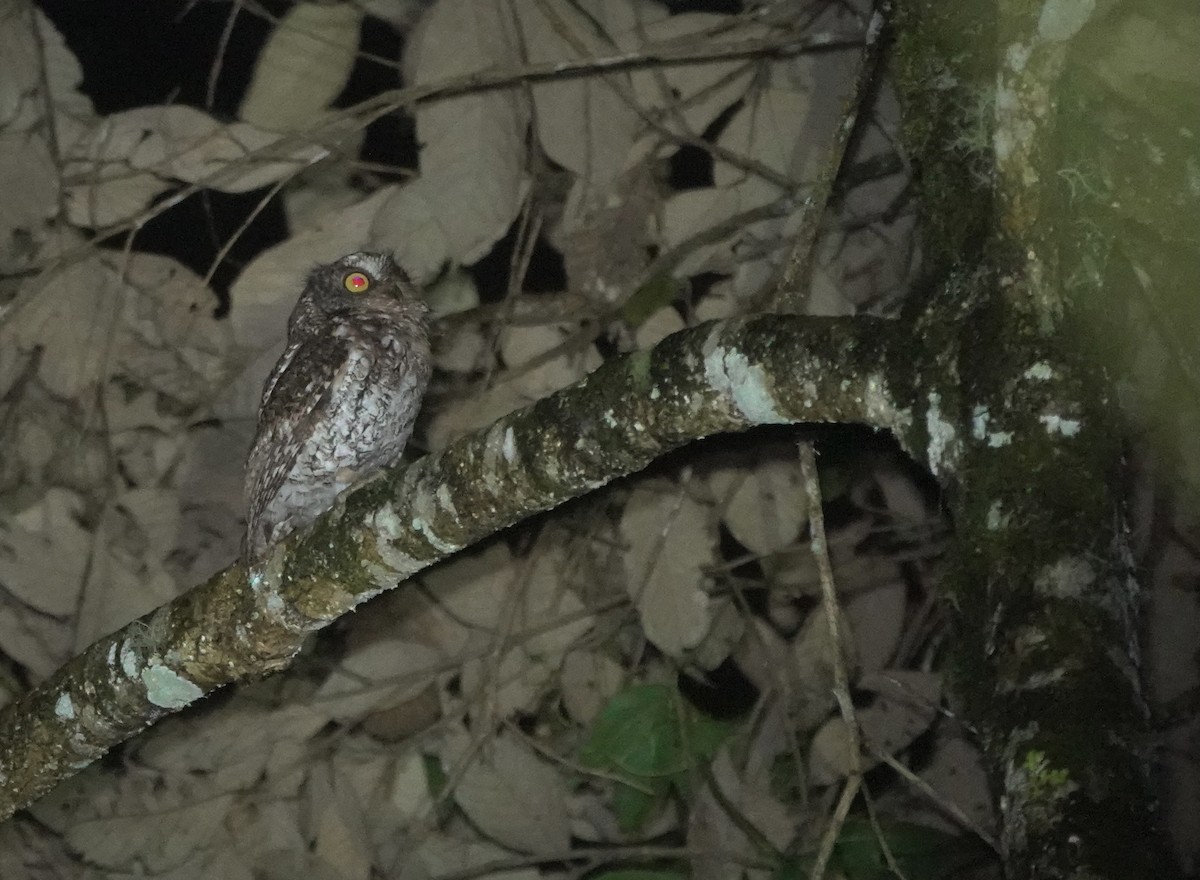 Mindanao Scops-Owl - ML617351918