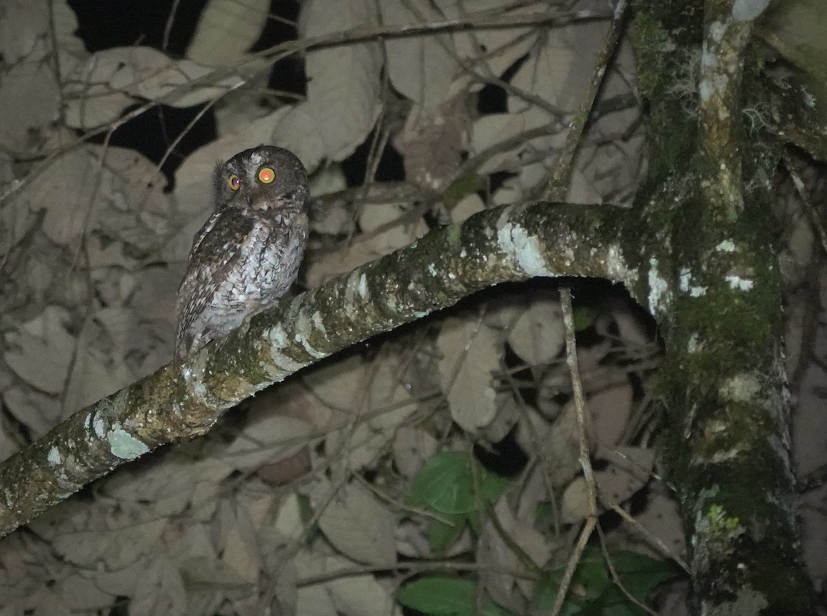Mindanao Scops-Owl - ML617351919