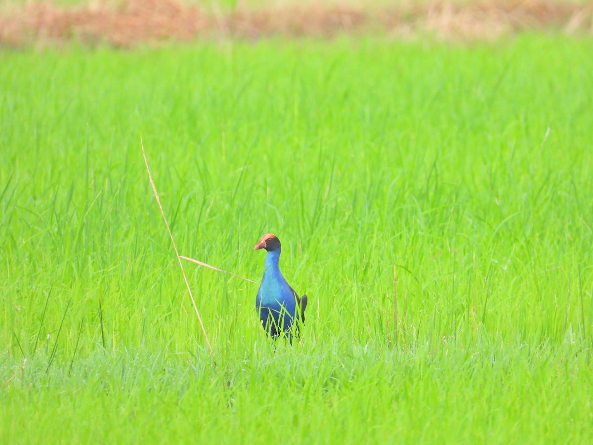 Black-backed x Gray-headed Swamphen (hybrid) - ML617351930