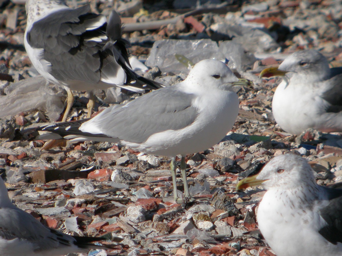 Common Gull - Delfin Gonzalez