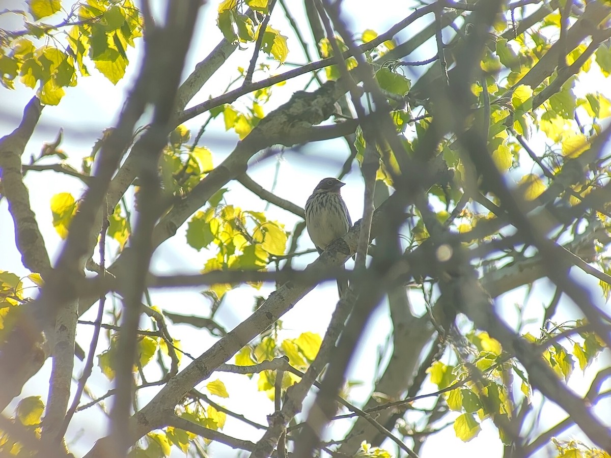 Little Bunting - ML617351960