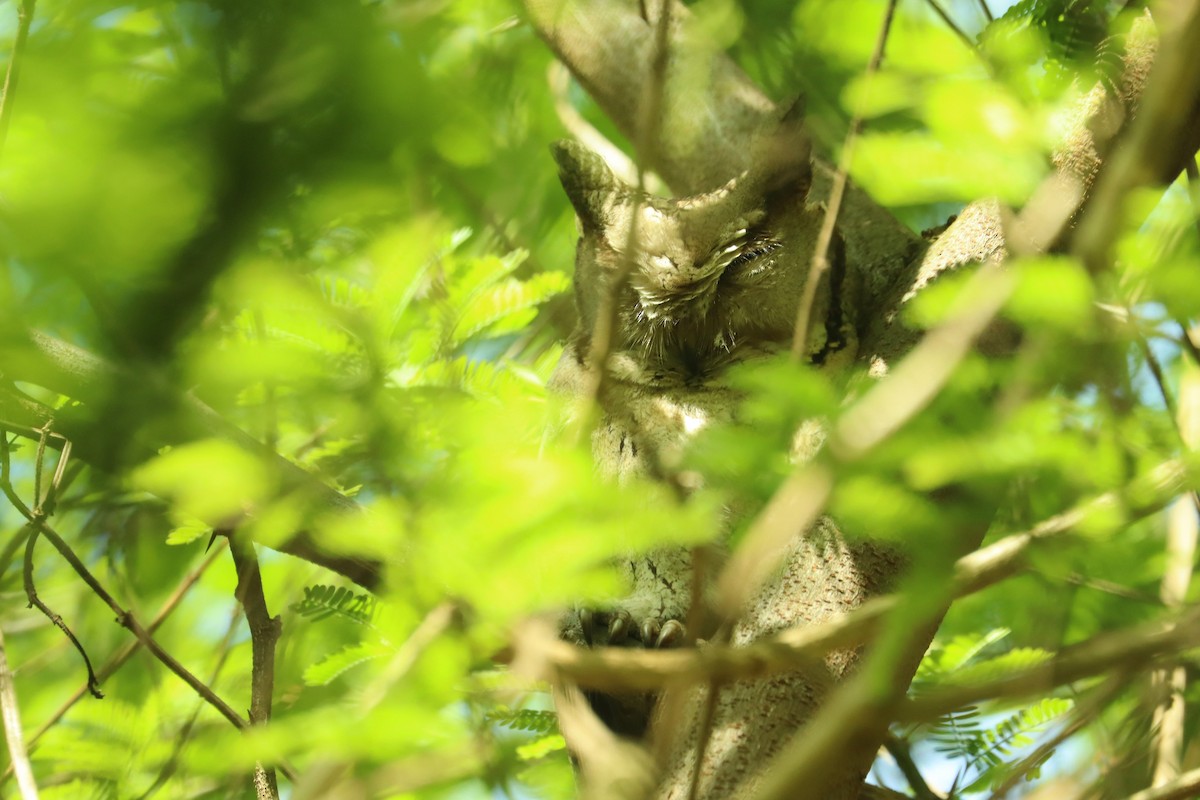 Indian Scops-Owl - Jason Estep