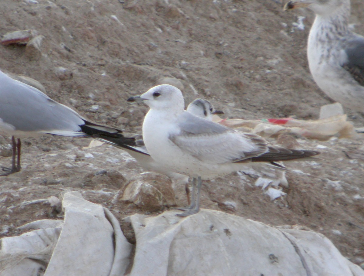 Common Gull - Delfin Gonzalez