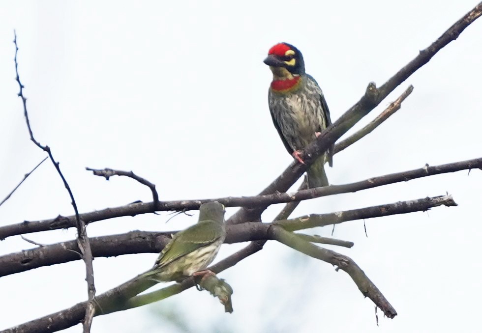 Coppersmith Barbet - John Daniel