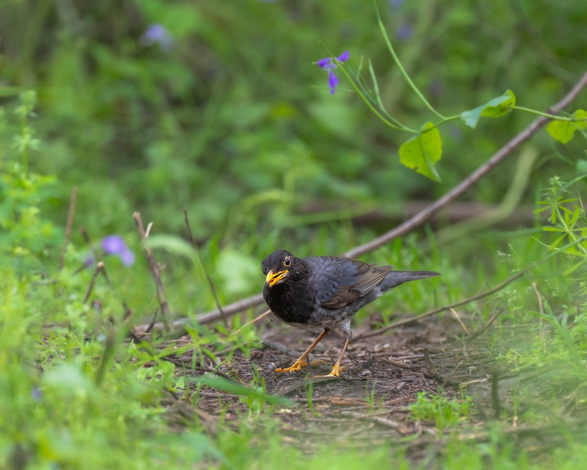 Japanese Thrush - ML617352001