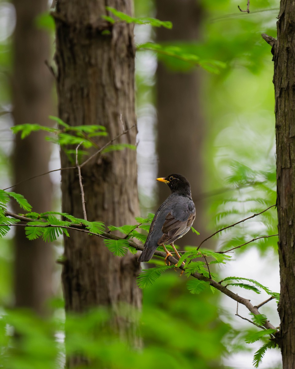 Japanese Thrush - ML617352002