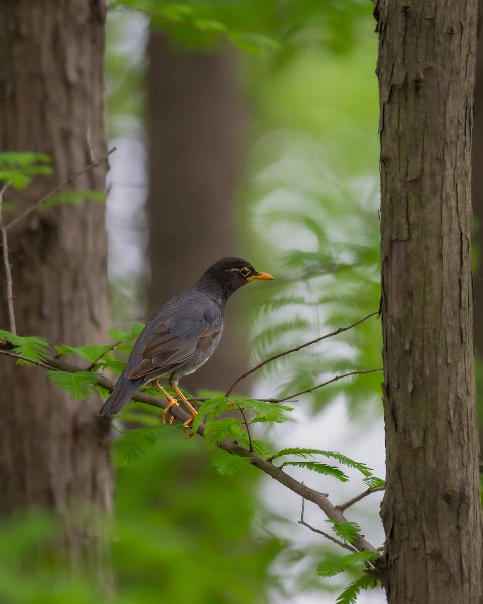 Japanese Thrush - ML617352003