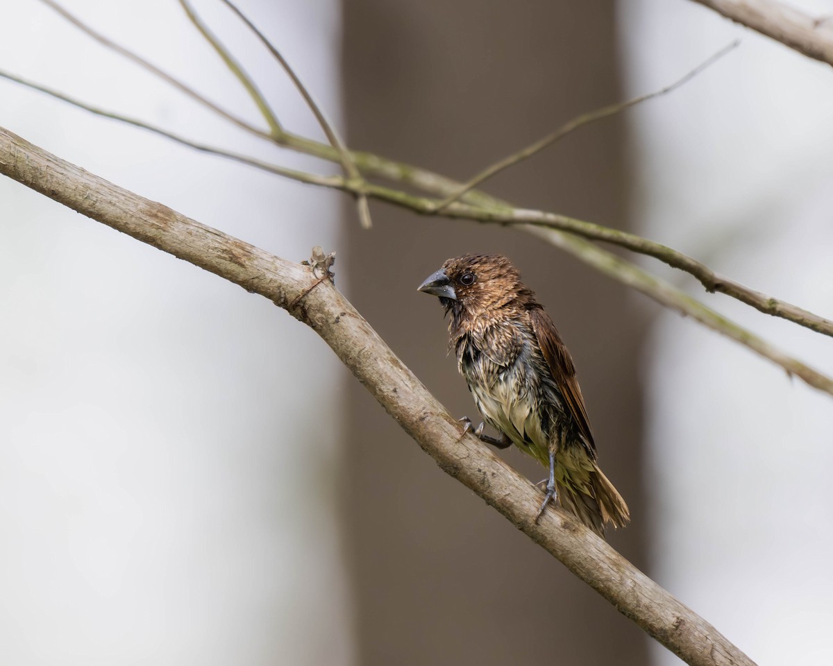 Scaly-breasted Munia - ML617352008