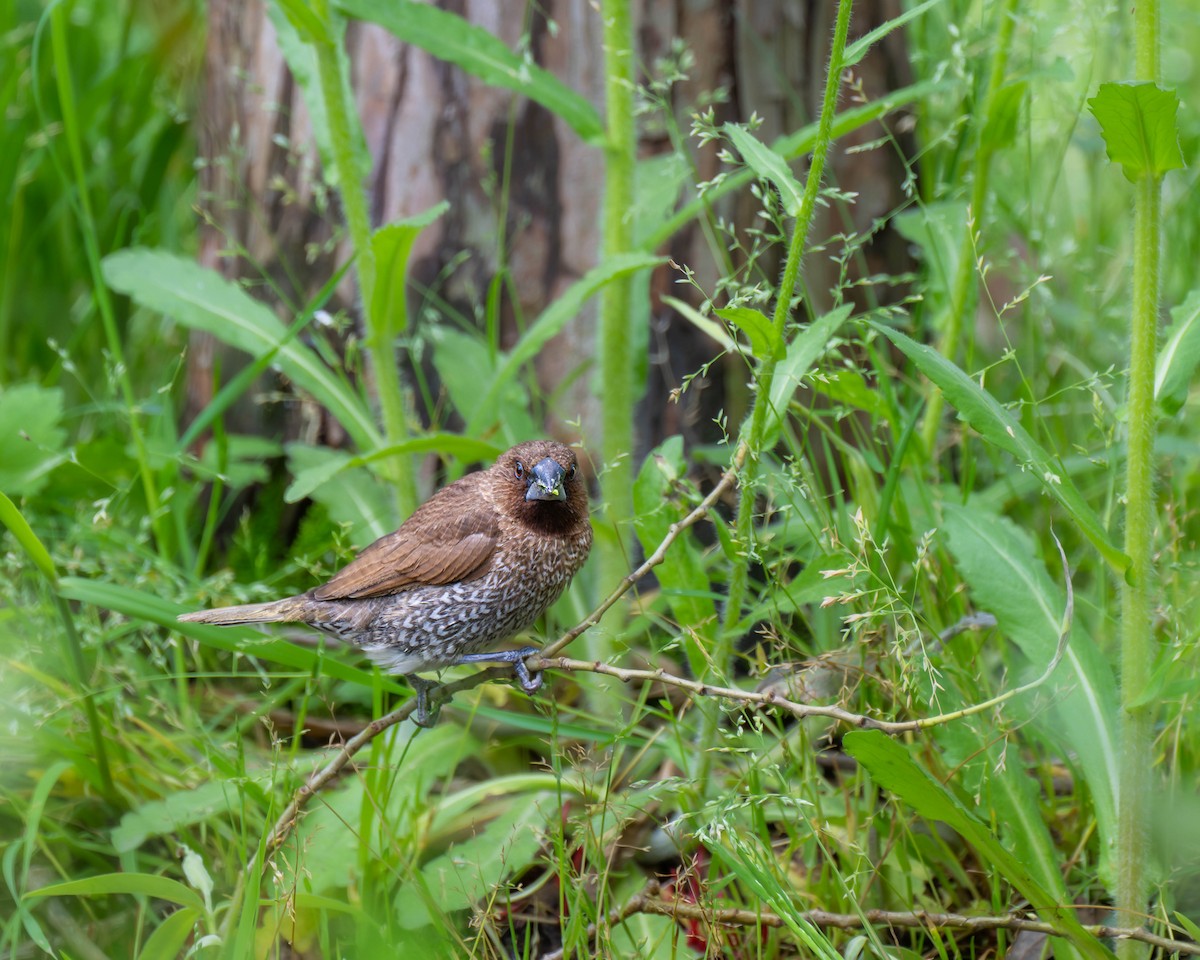 Scaly-breasted Munia - ML617352009