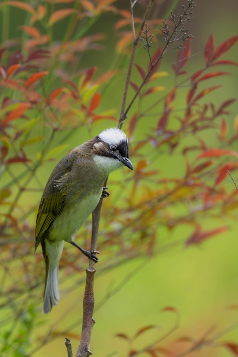 Light-vented Bulbul - ML617352010