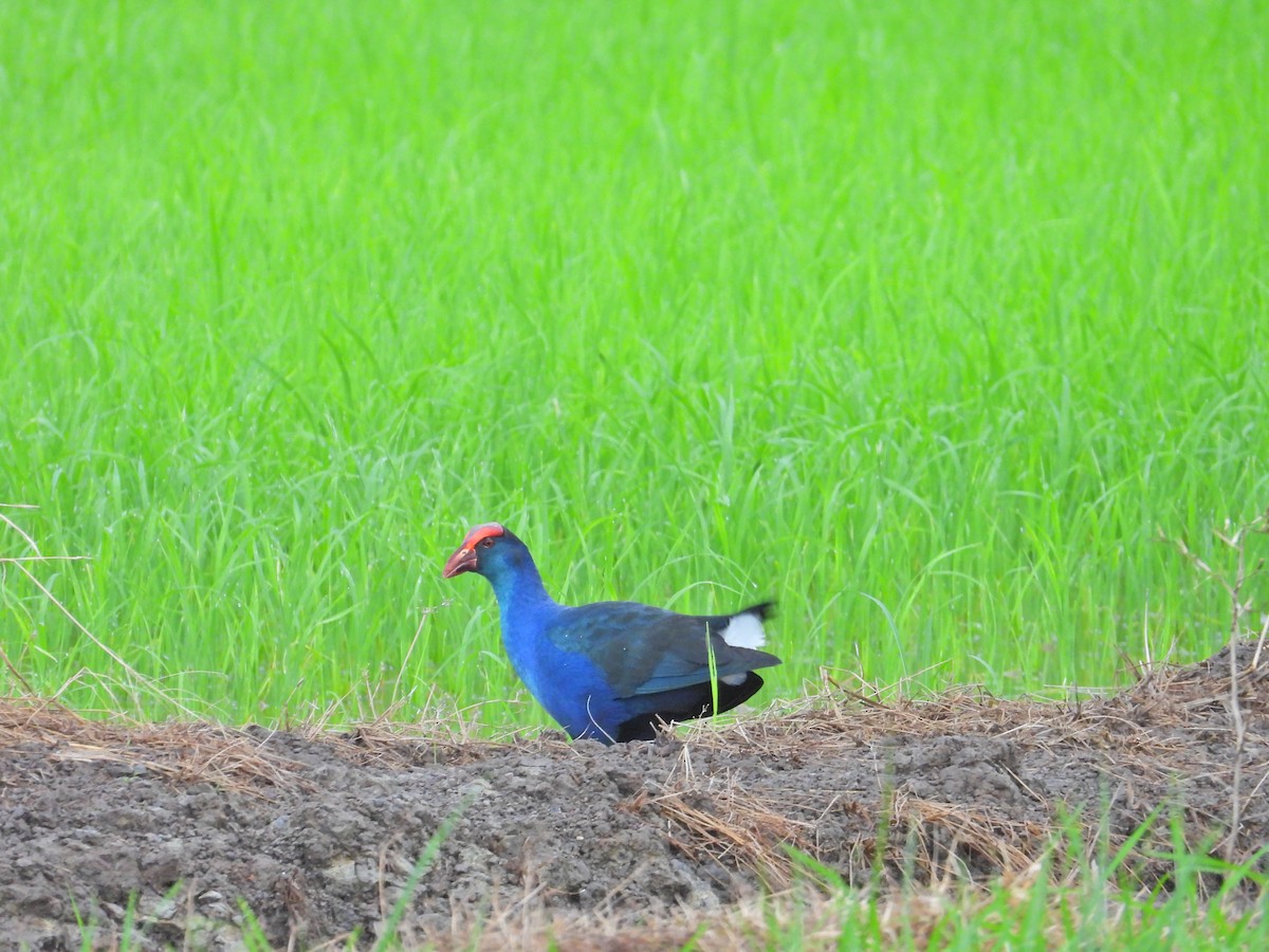Black-backed x Gray-headed Swamphen (hybrid) - ML617352030