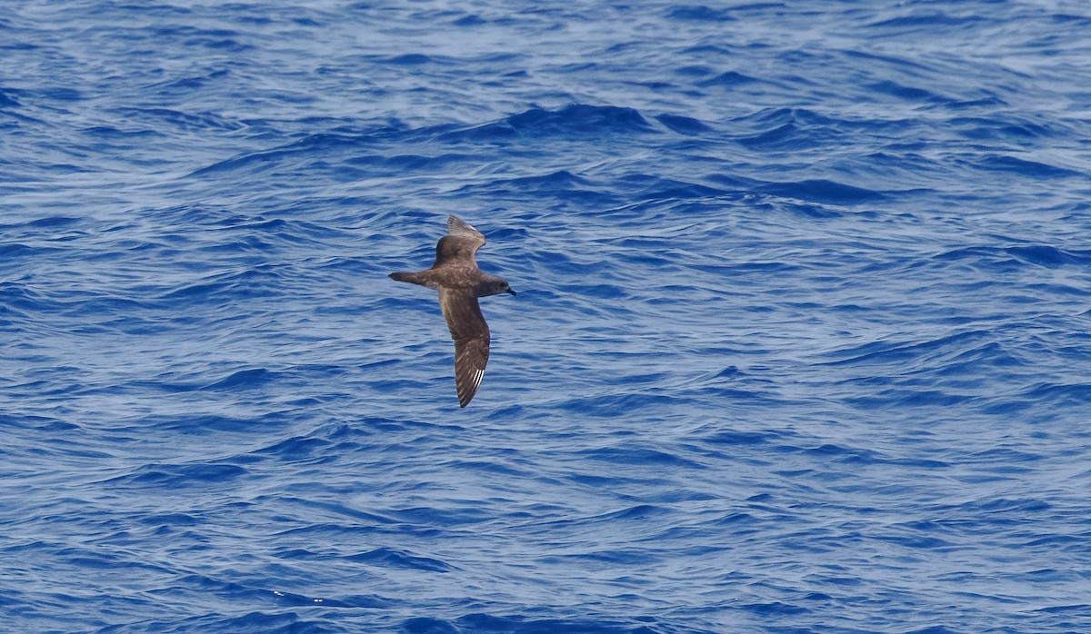 Kermadec Petrel - ML617352034