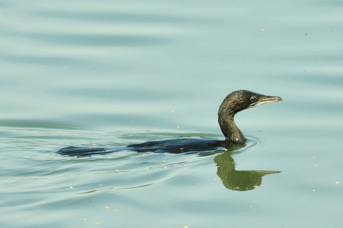 Indian Cormorant - ML617352041