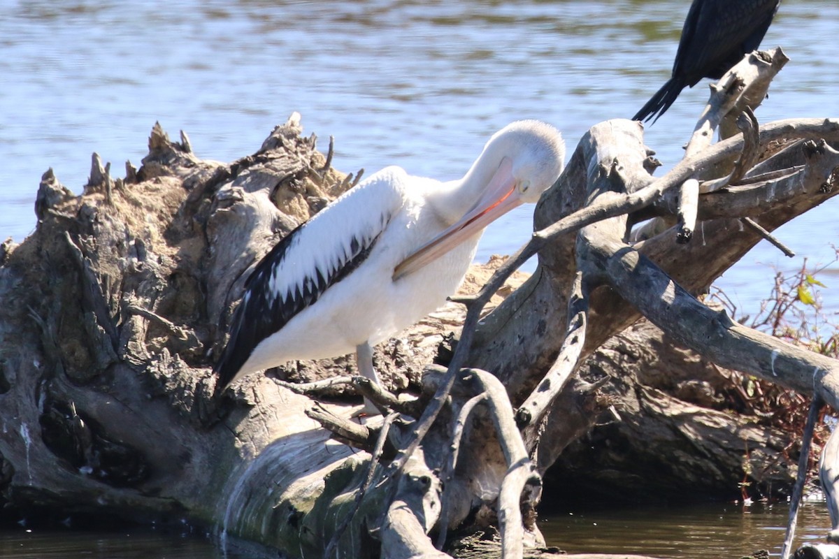 Australian Pelican - ML617352049