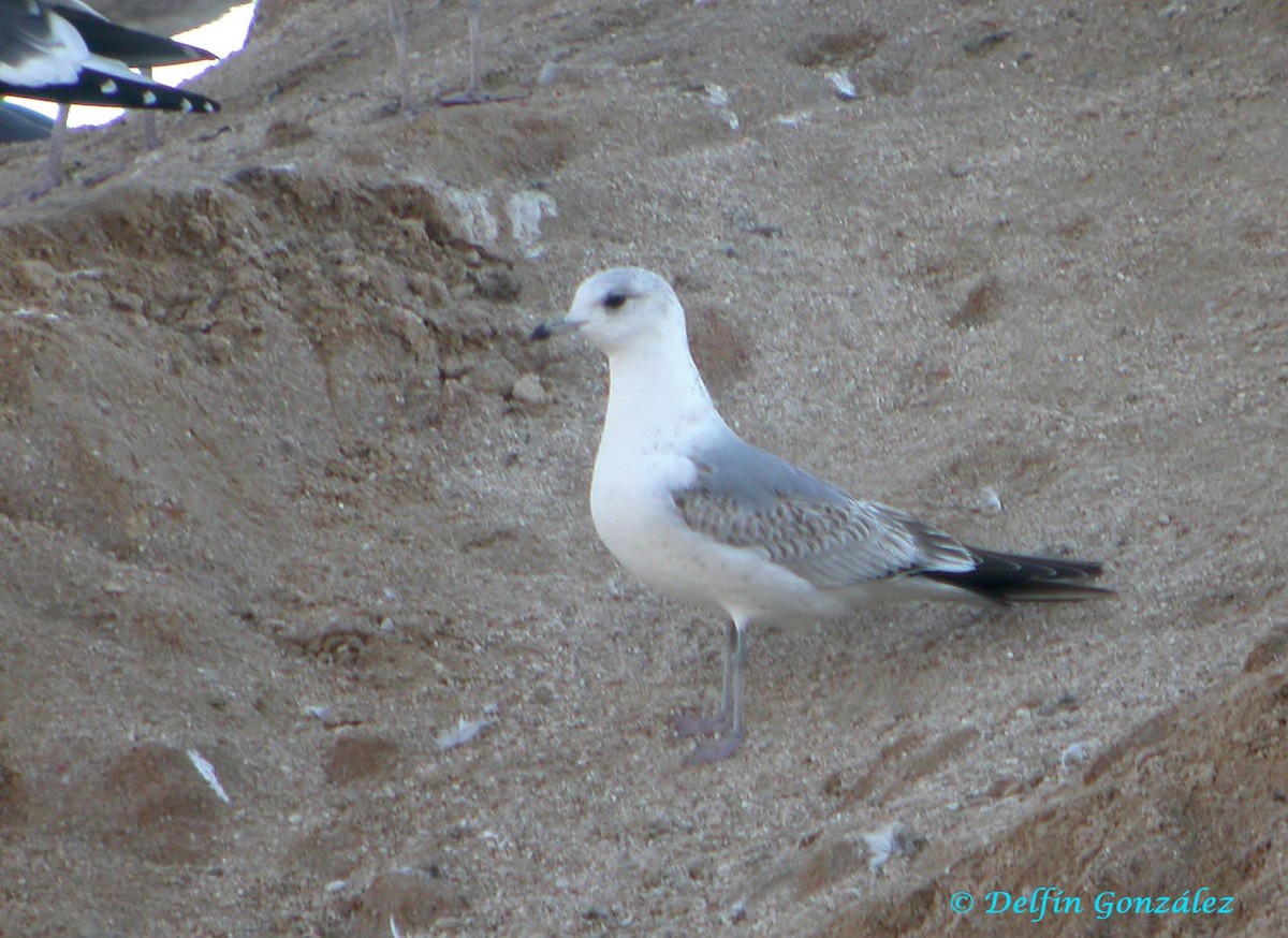 Common Gull - ML617352082