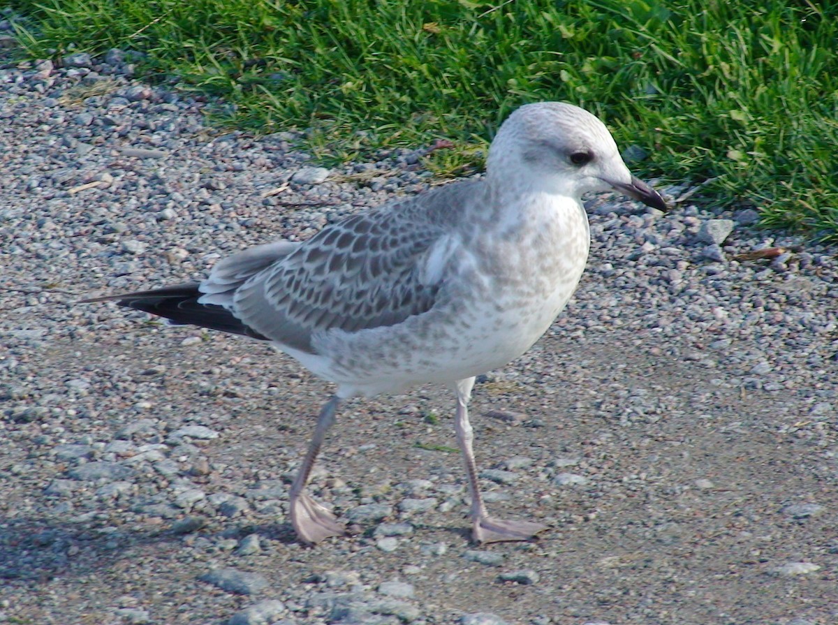 カモメ（canus） - ML617352111
