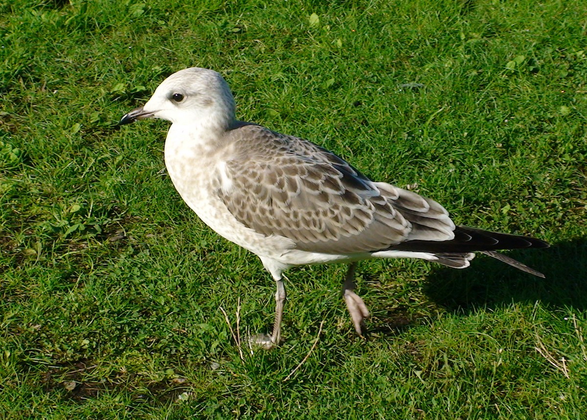 Common Gull (European) - Delfin Gonzalez