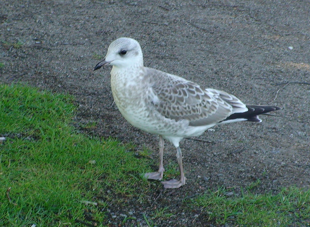 Common Gull (European) - Delfin Gonzalez