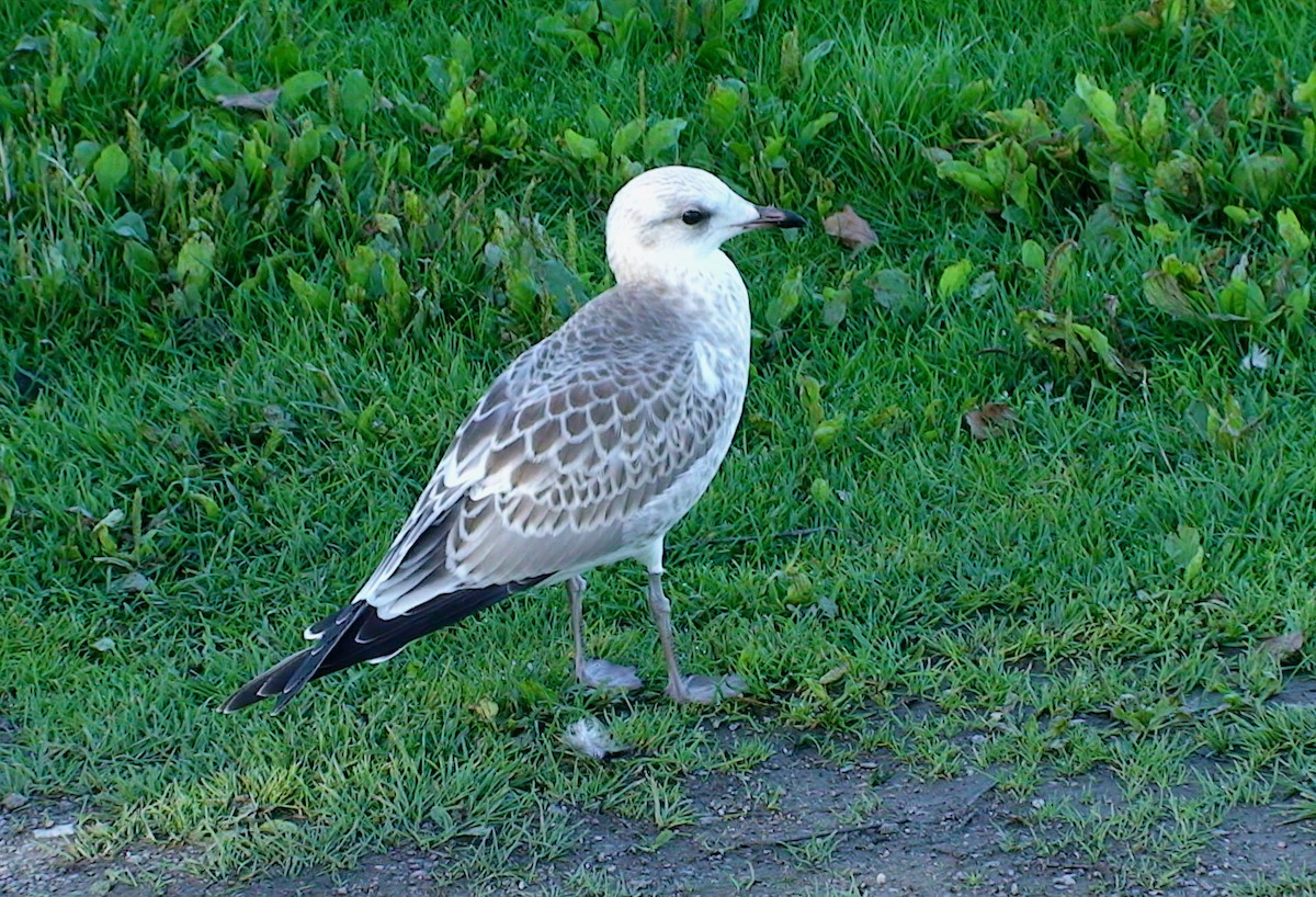 カモメ（canus） - ML617352115