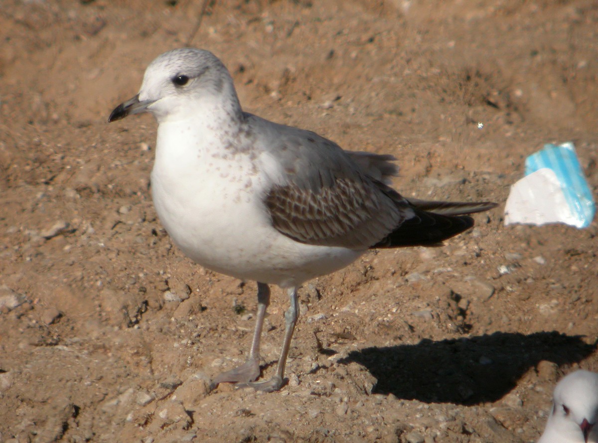 Common Gull - ML617352171