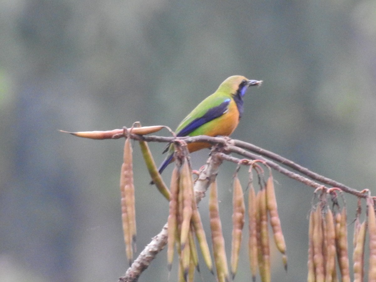 Orange-bellied Leafbird - ML617352225