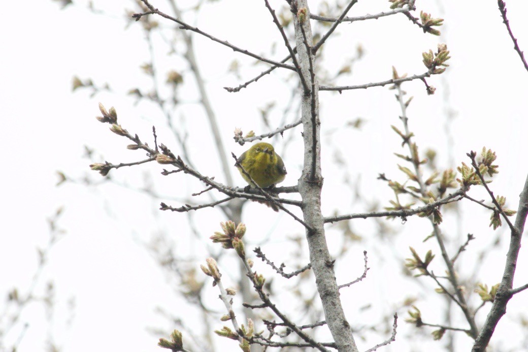 Pine Warbler - ML617352226