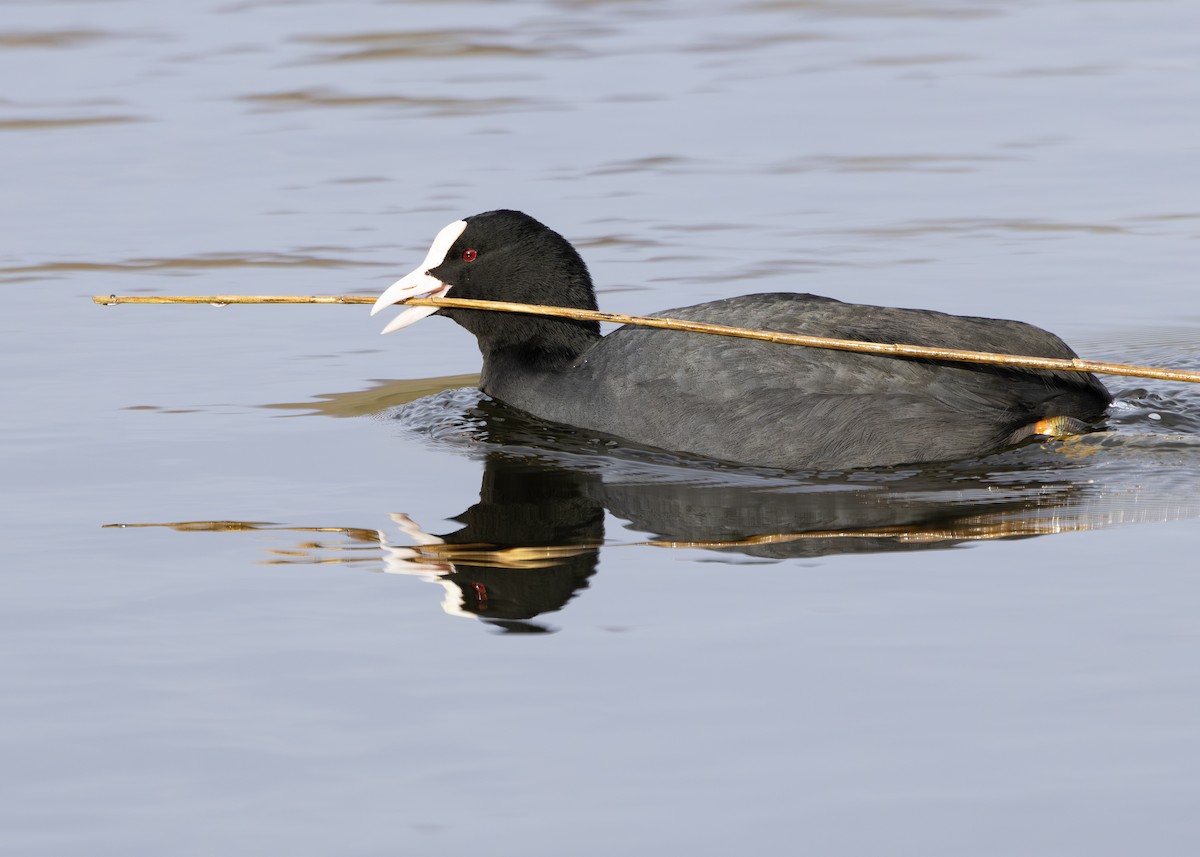 Eurasian Coot - Nathaniel Dargue