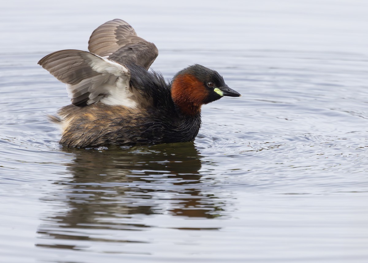 Little Grebe (Little) - Nathaniel Dargue