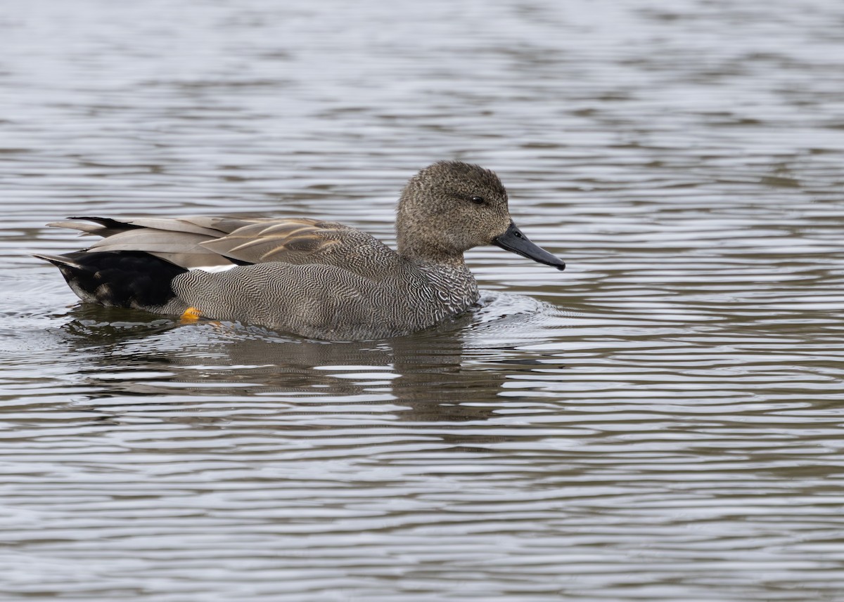 Gadwall (Common) - Nathaniel Dargue