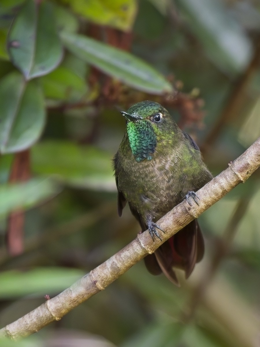 Tyrian Metaltail - Chris Allen