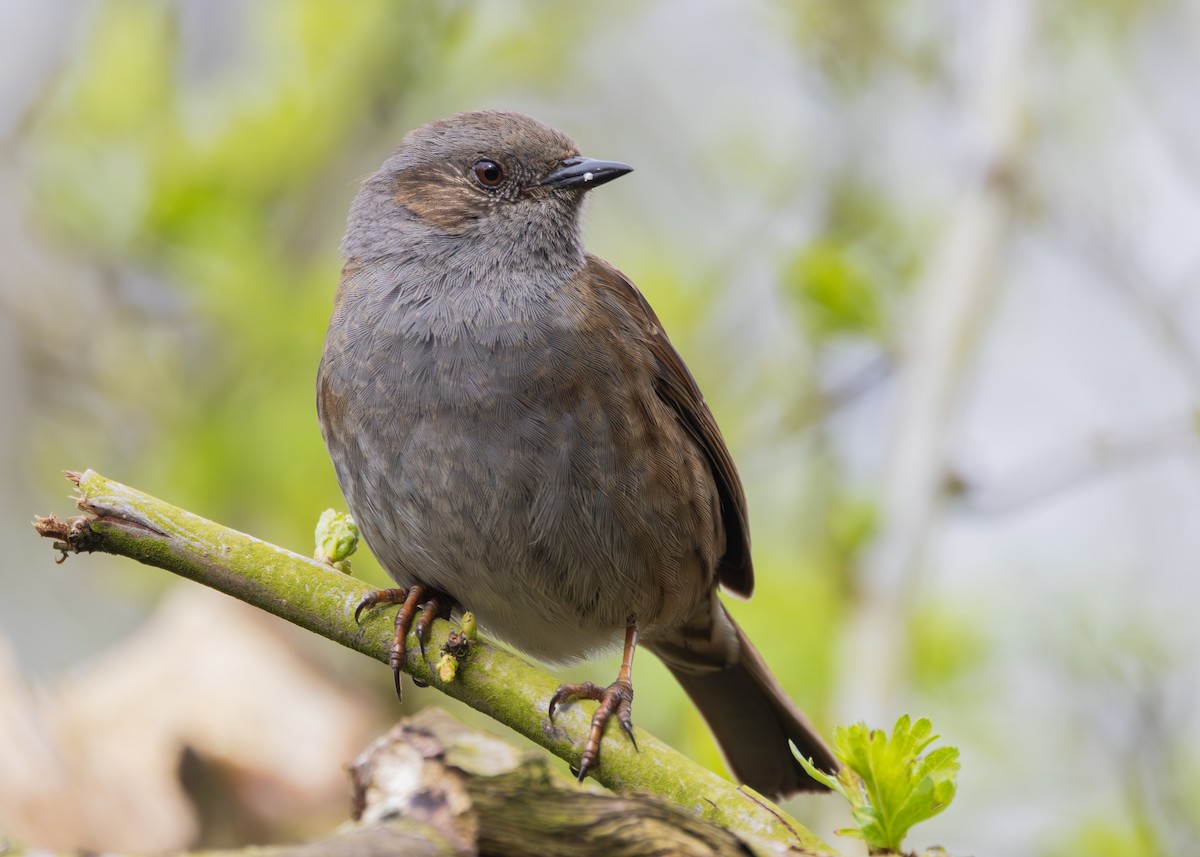 Dunnock - Nathaniel Dargue