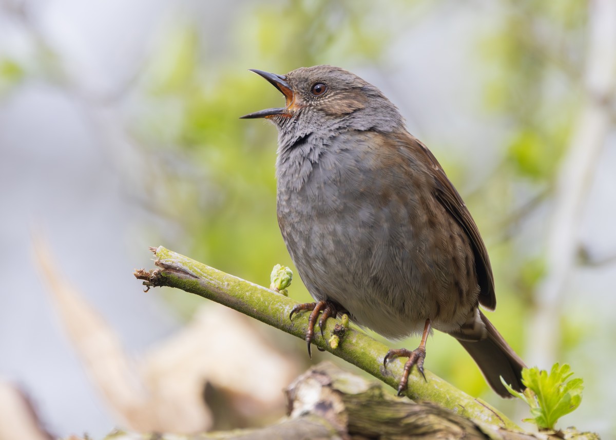 Dunnock - Nathaniel Dargue