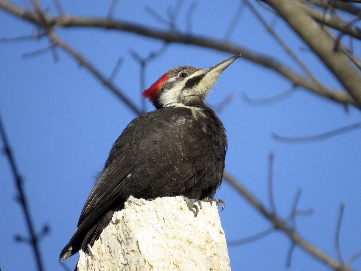 Pileated Woodpecker - Jack Yanko