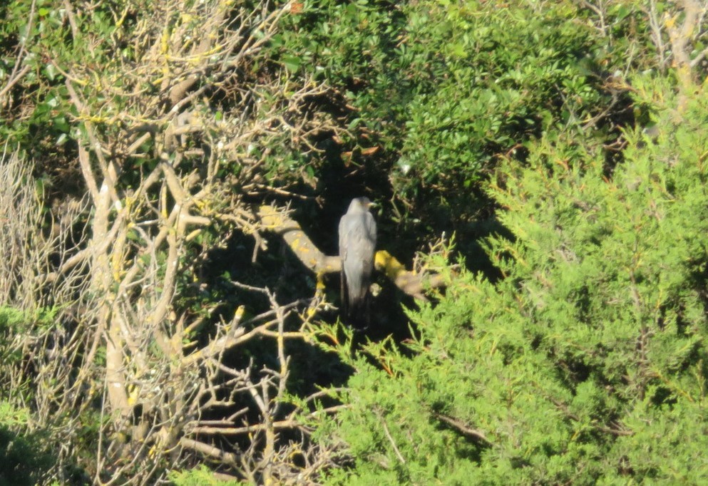 Common Cuckoo - ML617352302