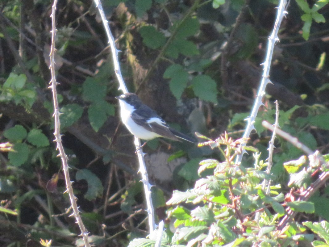 European Pied Flycatcher - ML617352309