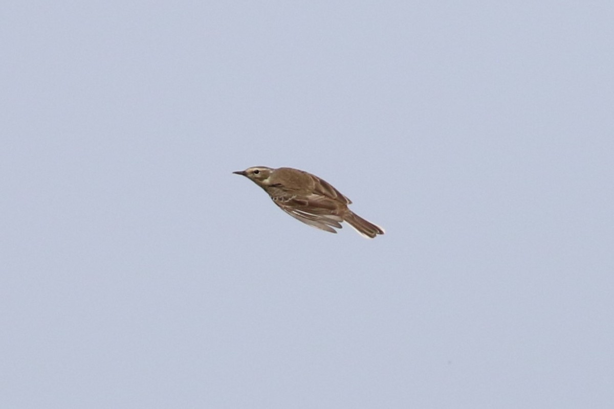 Water Pipit - ML617352350