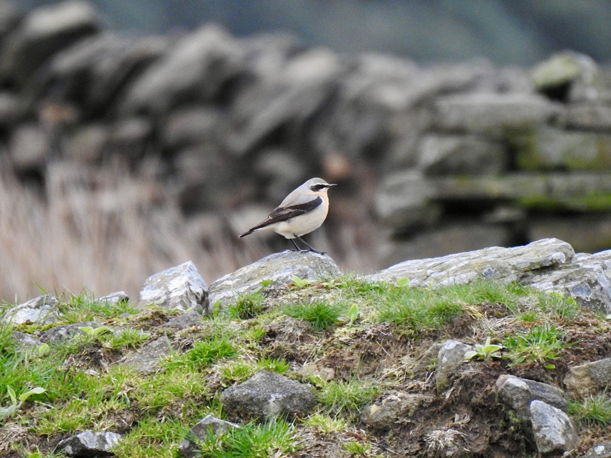 Northern Wheatear (Eurasian) - ML617352370