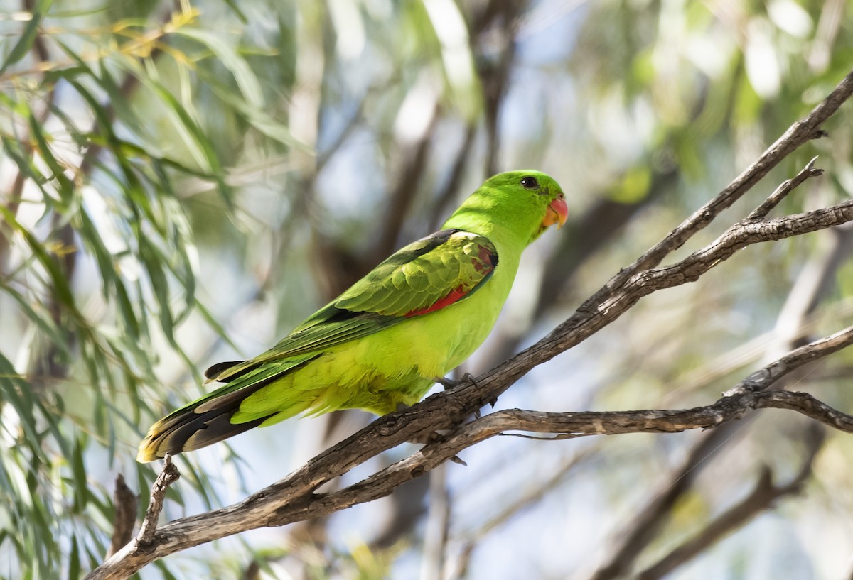 Red-winged Parrot - Duc Hoang