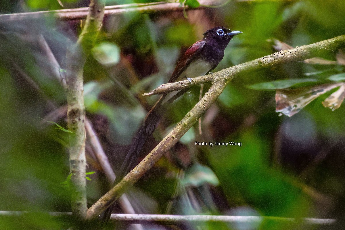 Black Paradise-Flycatcher - ML617352416