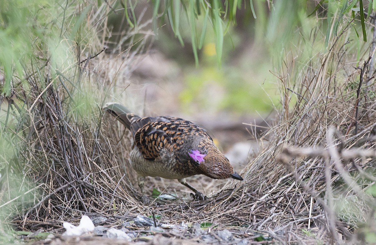 Spotted Bowerbird - ML617352436