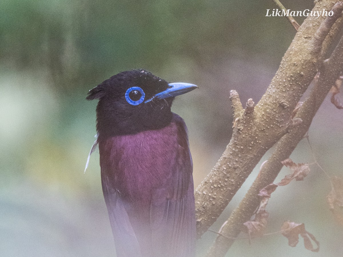 Black Paradise-Flycatcher - ML617352459