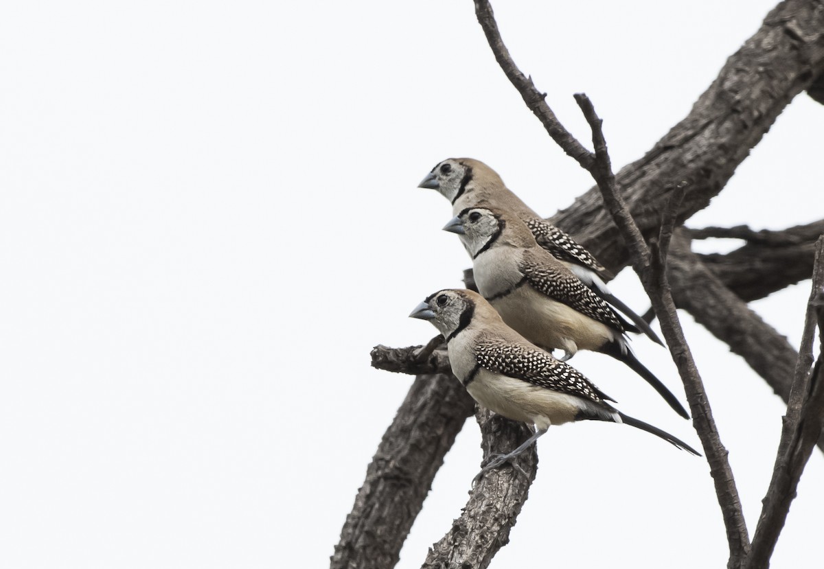 Double-barred Finch - Duc Hoang