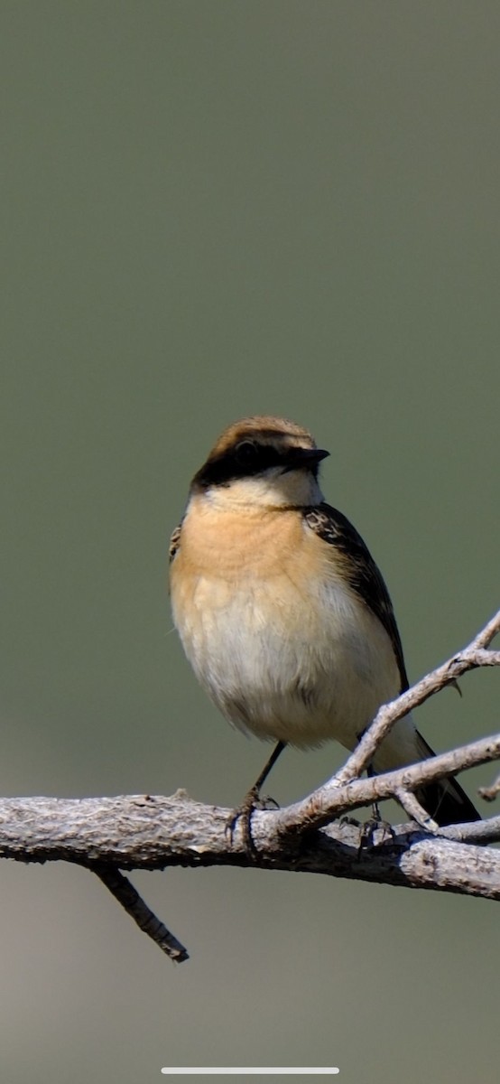 Eastern Black-eared Wheatear - ML617352520