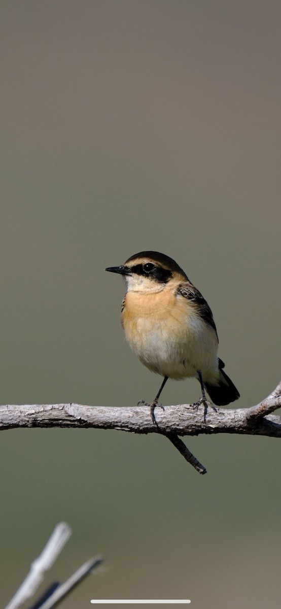 Eastern Black-eared Wheatear - ML617352521