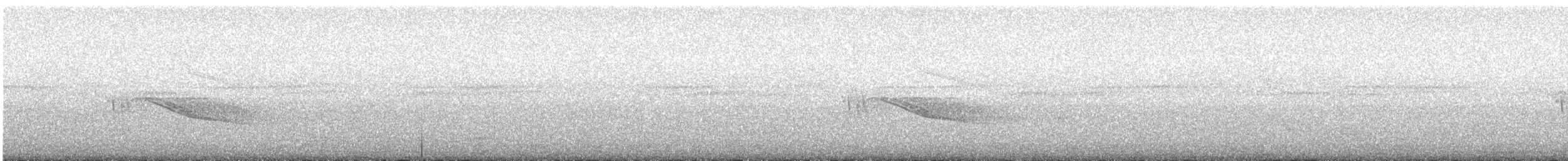 Weißschwanz-Nachtschwalbe - ML617352534