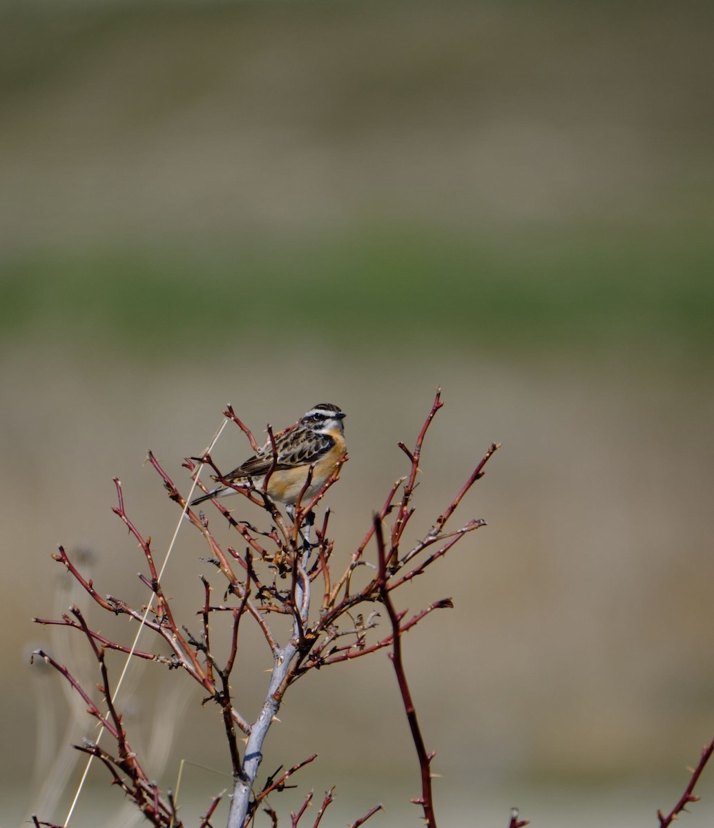 Whinchat - ML617352535