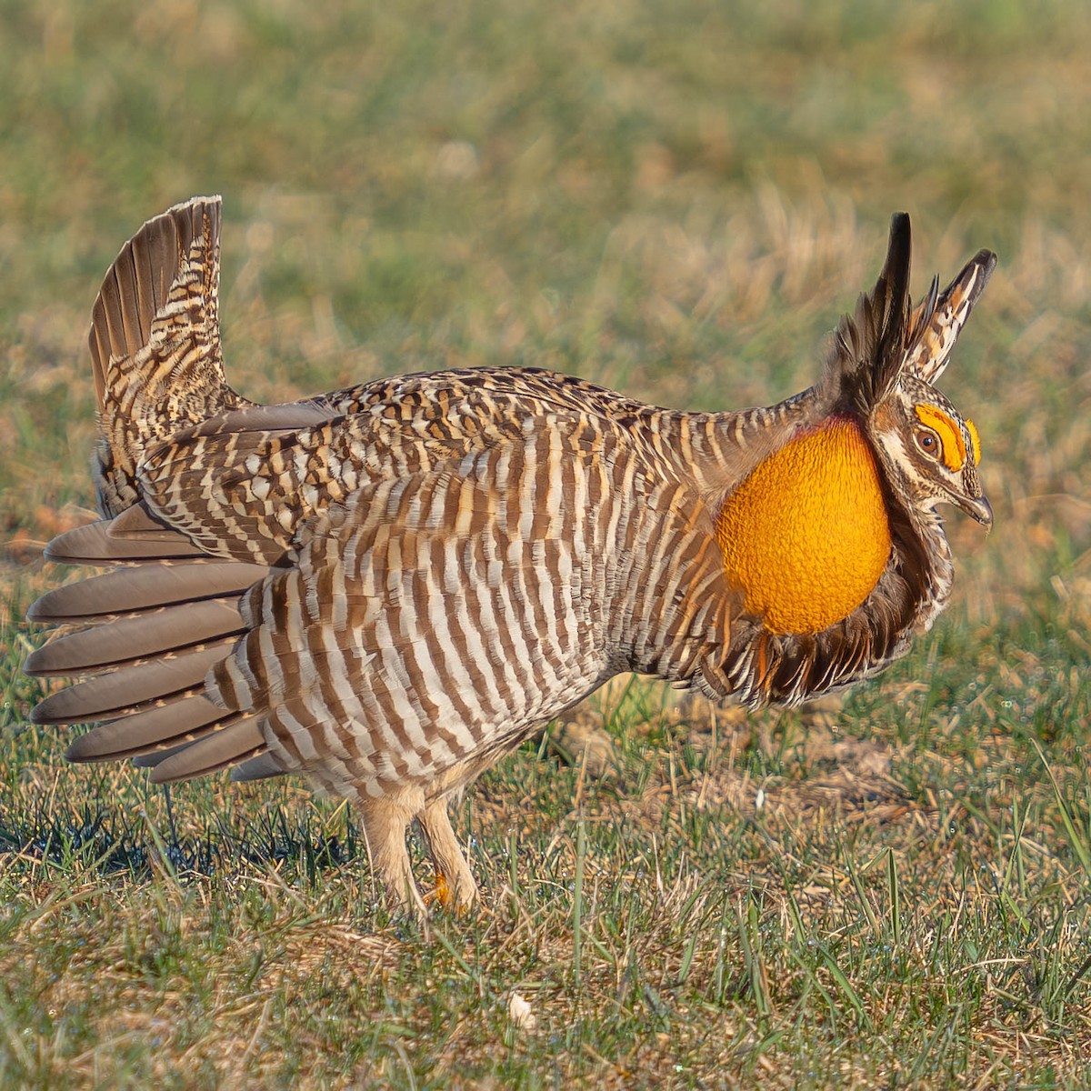Greater Prairie-Chicken - Mark Siebers