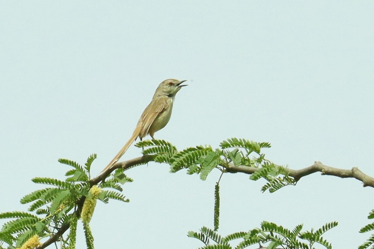 Plain Prinia - ML617352567