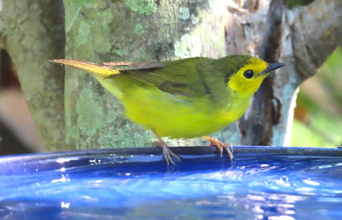 Hooded Warbler - ML617352581