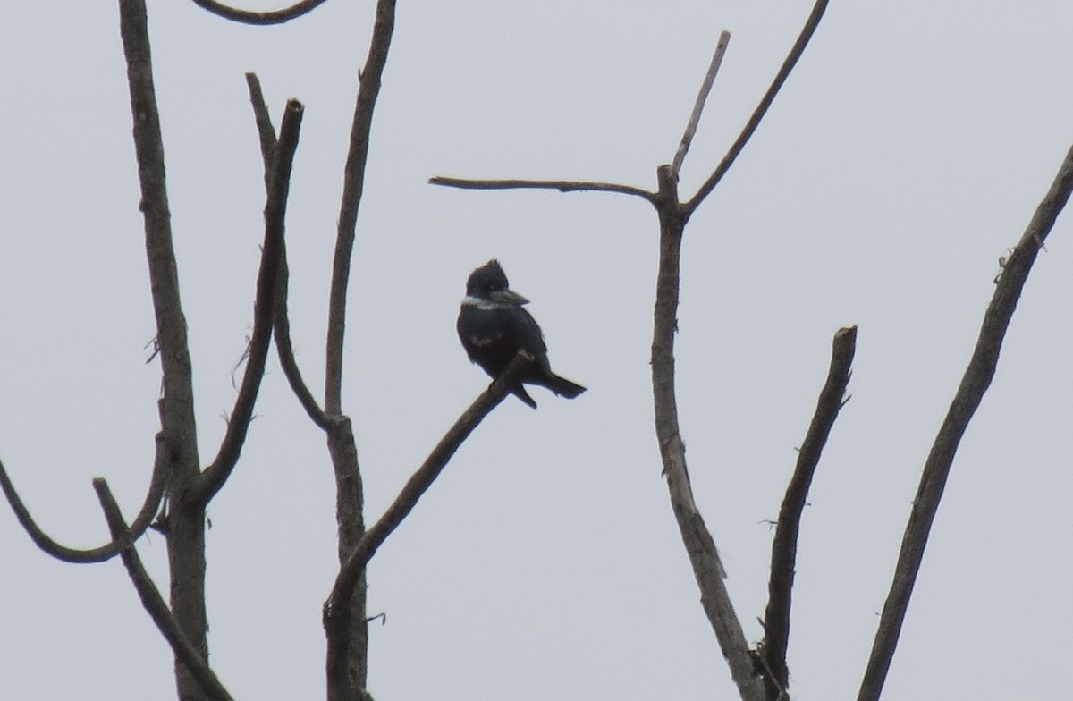 Ringed Kingfisher - ML617352613